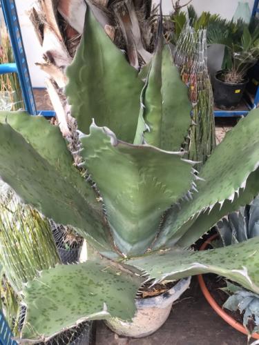 aloe agave-vel kezeljük a visszérbetegségeket