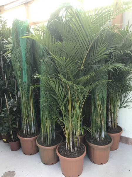 Pestování Dypsis Lutescens: Zelený Krásný Pokojový Palmový Strom